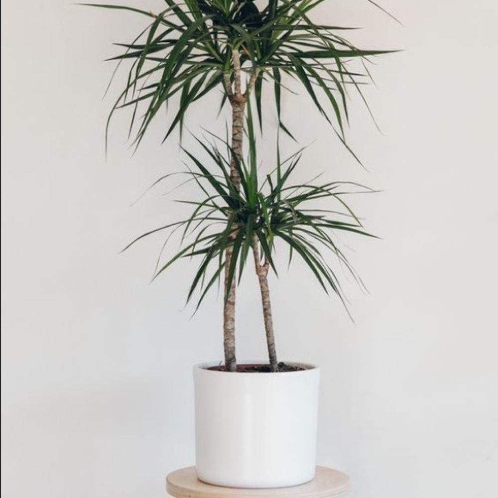 Beautiful Rare Dracaena Marginata Variegated Plant